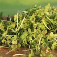 Living Seeds Green Frills Mustard Sprouting & Microgreen Seeds